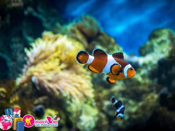 Vé tham quan Singapore Sea Aquarium giá khuyến mãi mua 4 tặng 1